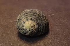 Nerita costata