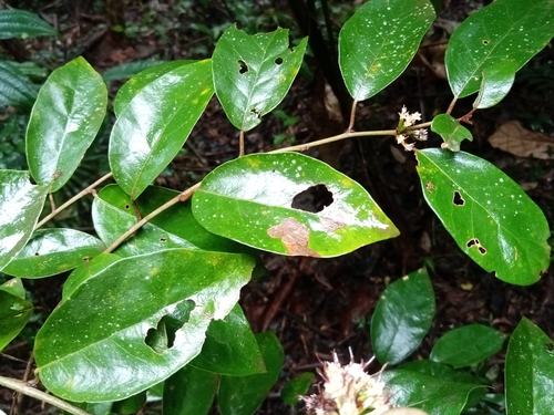 Piptocarpha oblonga in life