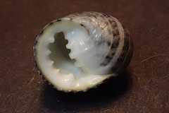 Nerita costata
