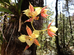 Rhynchostele maculata oestlundiana