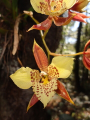 Rhynchostele maculata oestlundiana