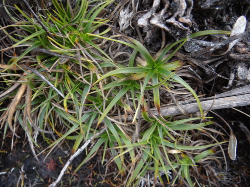Connellia caricifolia