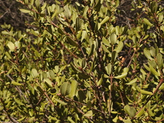 Ceanothus megacarpus insularis