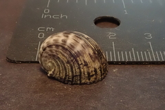 Nerita planospira
