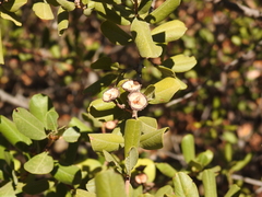 Ceanothus megacarpus insularis