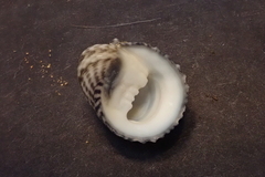 Nerita planospira