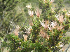 Purshia ericifolia