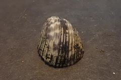 Nerita planospira