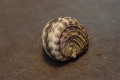 Nerita planospira