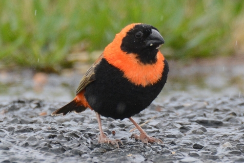Southern Red Bishop
