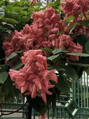 Mussaenda erythrophylla