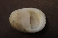 Nerita polita