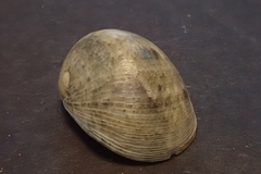 Nerita polita