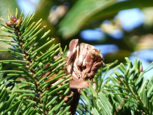 Guatemalan fir