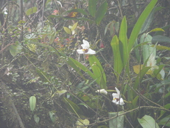 Maxillaria grandiflora