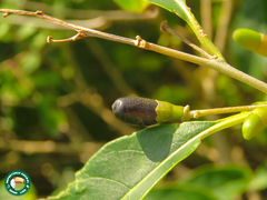 Nectandra
