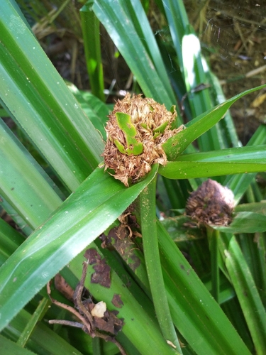 Mapania macrocephala observed 2025-08-27