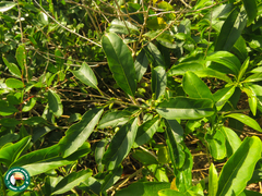 Nectandra