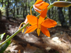 Prosthechea vitellina