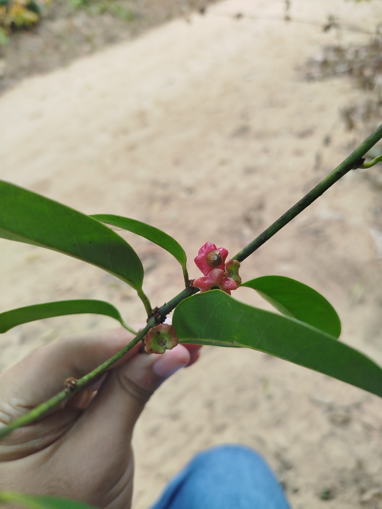 Heisteria ovata