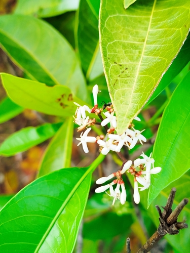 Ixora brevifolia