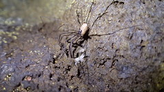 Taracus fluvipileus