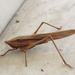 Broad-tipped Conehead - Photo (c) Jessica, some rights reserved (CC BY), uploaded by Jessica