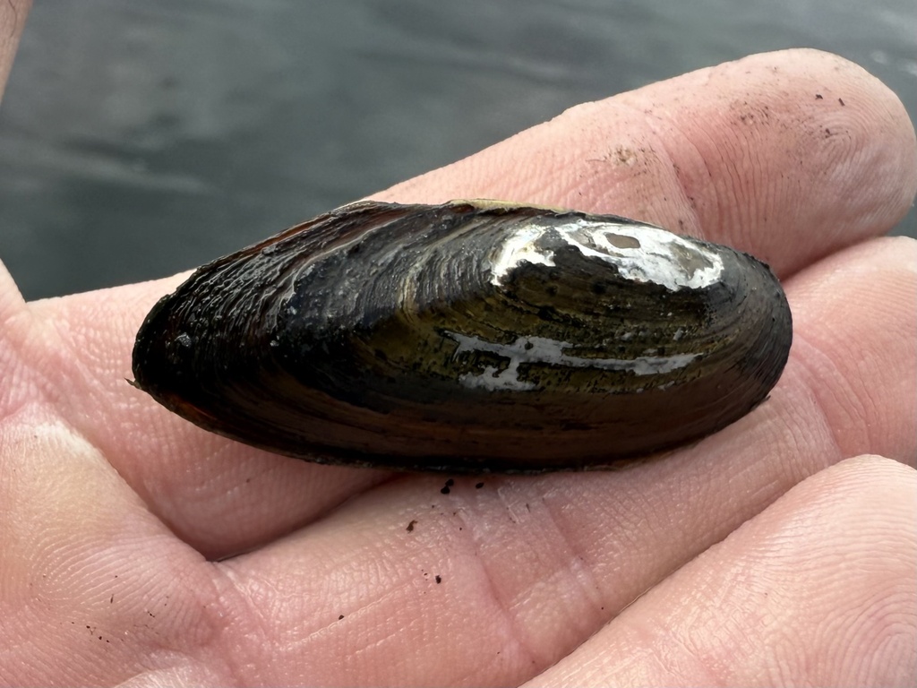 Southern Lance