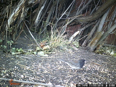 Junco hyemalis cismontanus