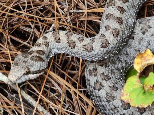 Twin-spotted Rattlesnake