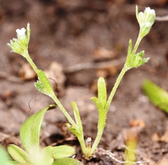 Plagiobothrys scouleri