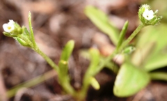 Plagiobothrys scouleri