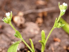 Plagiobothrys scouleri