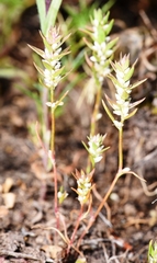Polygonum polygaloides