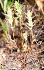 Polygonum polygaloides
