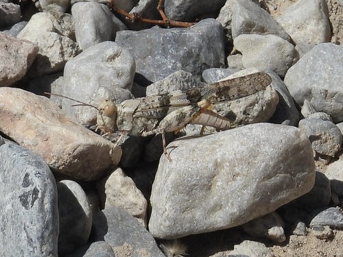 Pallid-winged Grasshopper photo 6