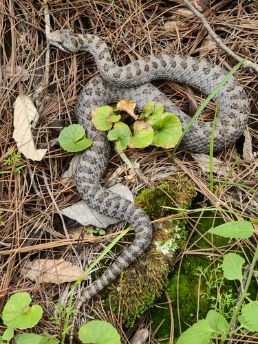 Twin-spotted Rattlesnake