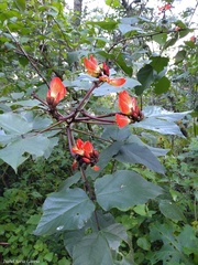 Erythrina breviflora