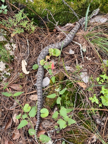 Twin-spotted Rattlesnake