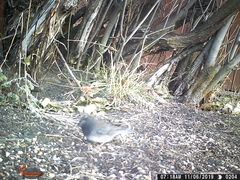Junco hyemalis cismontanus
