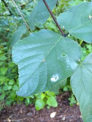 Erythrina breviflora
