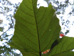 Erythrina breviflora
