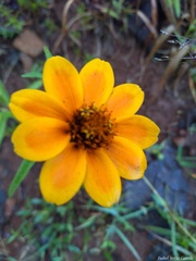 Zinnia haageana