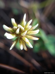 Trifolium amabile
