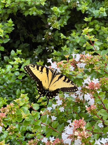 Photo of Eastern Tiger Swallowtail (Papilio glaucus)