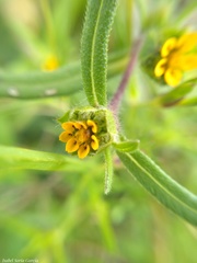 Melampodium sericeum