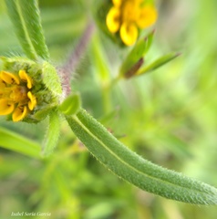 Melampodium sericeum