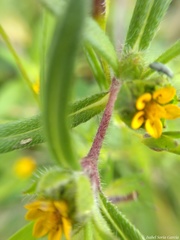 Melampodium sericeum