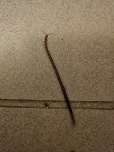 Luminous Centipede, 9971 CT Ulrum, Nederland, photo 7 of 10