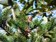 Abies guatemalensis